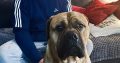 Beautiful bullmastiff puppies for sale