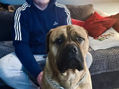 Fawn Bullmastiff Puppies for Sale in Rathcoole