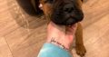 Beautiful bullmastiff puppies for sale