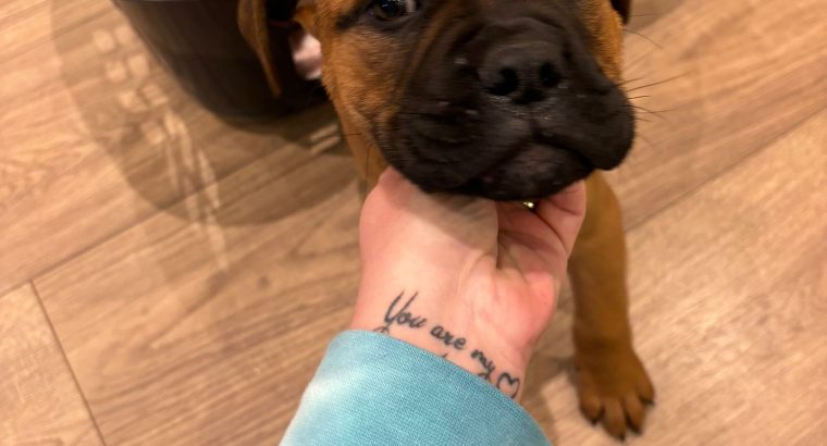 Beautiful bullmastiff puppies for sale