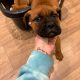 Beautiful bullmastiff puppies for sale