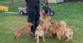 Purebred Fox Red Labrador Puppies