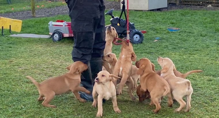 Purebred Fox Red Labrador Puppies