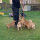 Purebred Fox Red Labrador Puppies