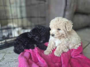 Toy poodle puppies