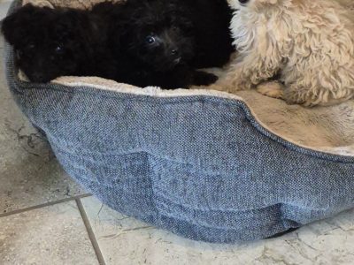 Poodle X Puppies for Sale in Meath – Family Raised