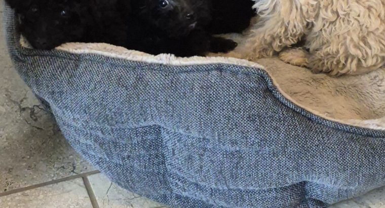 Poodle X Puppies for Sale in Meath – Family Raised