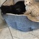 Poodle X Puppies for Sale in Meath – Family Raised