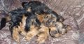 Beautiful Purebred Yorkshire Terrier pups