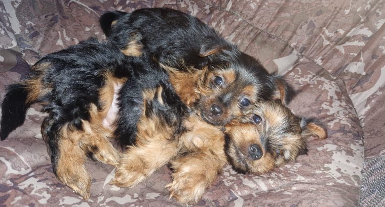 Beautiful Purebred Yorkshire Terrier pups