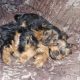 Beautiful Purebred Yorkshire Terrier pups