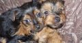 Beautiful Purebred Yorkshire Terrier pups