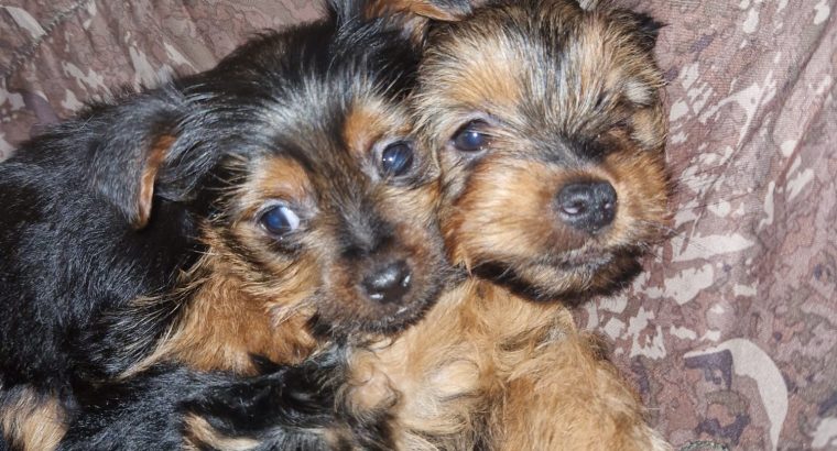 Beautiful Purebred Yorkshire Terrier pups