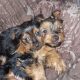 Beautiful Purebred Yorkshire Terrier pups