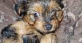 Beautiful Purebred Yorkshire Terrier pups