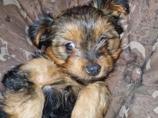 Beautiful Purebred Yorkshire Terrier pups