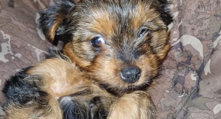 Beautiful Purebred Yorkshire Terrier pups