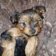 Beautiful Purebred Yorkshire Terrier pups