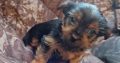 Beautiful Purebred Yorkshire Terrier pups