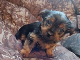 Beautiful Purebred Yorkshire Terrier pups