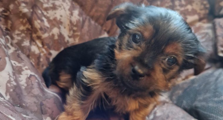 Beautiful Purebred Yorkshire Terrier pups