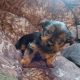 Beautiful Purebred Yorkshire Terrier pups