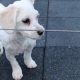 Cavachon Puppies in Dublin