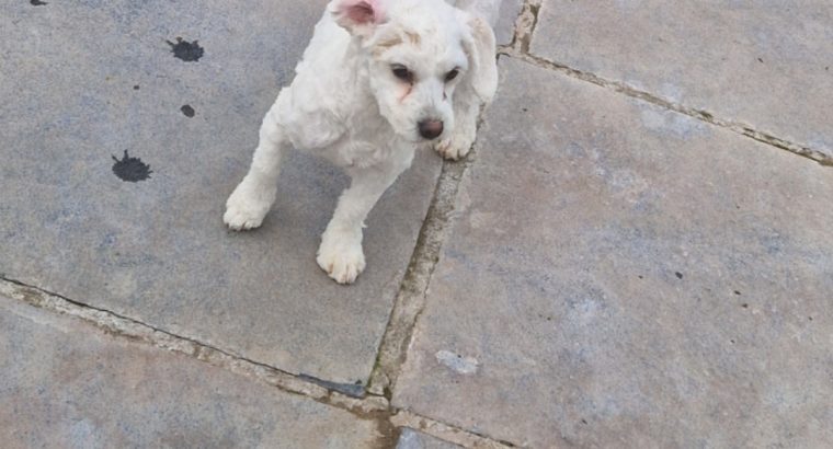 Cavachon Puppies in Dublin