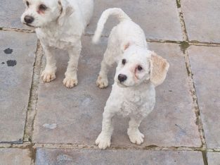 Cavachon Puppies in Dublin