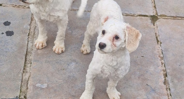 Cavachon Puppies in Dublin