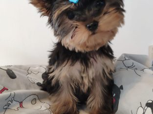 T-Cup Yorkshire Terrier Puppies for sale €900