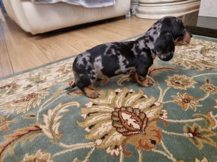 Dachshund puppies for sale in dublin