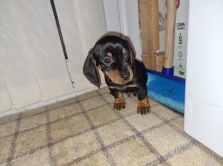 Dachshund puppies for sale in dublin