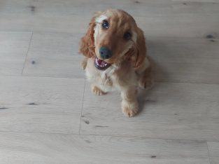 Cocker Spaniel