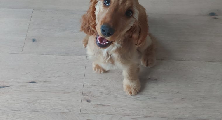 Cocker Spaniel