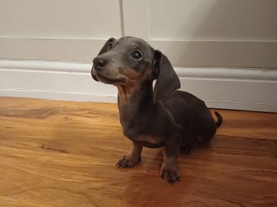 Miniature Dachshund Puppies in Dublin