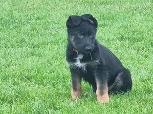 German Shepard/Mallinois pups for sale kildare