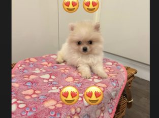 Tea Cup Pomeranian Puppy for Sale,