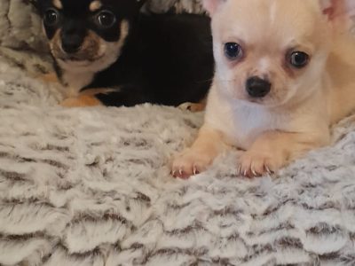 Teacup Chihuahuas for Sale in Swords – Cute Litter