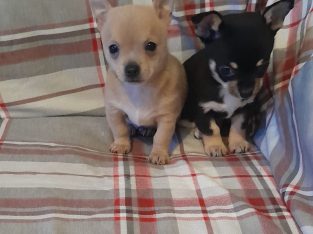 Teacup Chihuahuas for Sale in Swords – Cute Litter