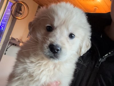 Golden Retriever for sale in Enniscorthy – Playful