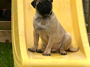 6 month old IKC REGISTERED PUG