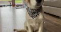 Golden Retriever in Meath – Friendly Pup for Sale