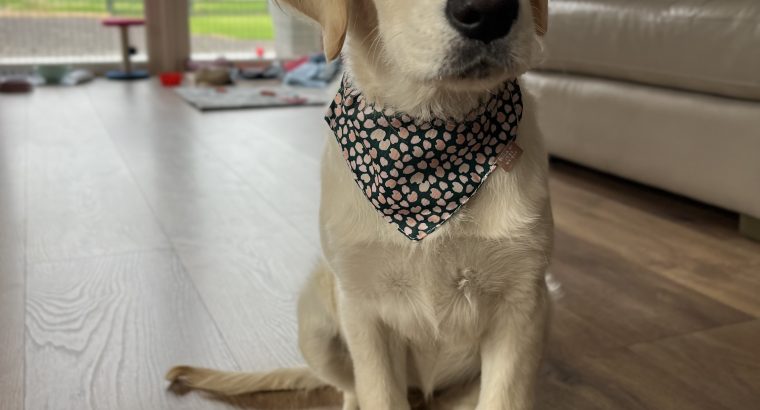 Golden Retriever in Meath – Friendly Pup for Sale