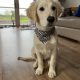 Golden Retriever in Meath – Friendly Pup for Sale