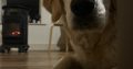 Golden Retriever in Meath – Friendly Pup for Sale