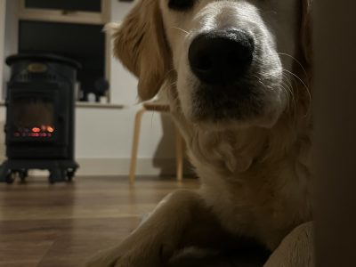 Golden Retriever in Meath – Friendly Pup for Sale
