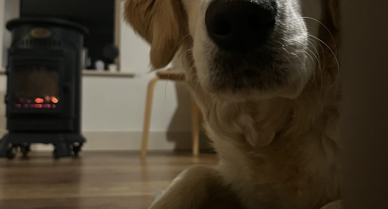 Golden Retriever in Meath – Friendly Pup for Sale