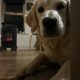Golden Retriever in Meath – Friendly Pup for Sale