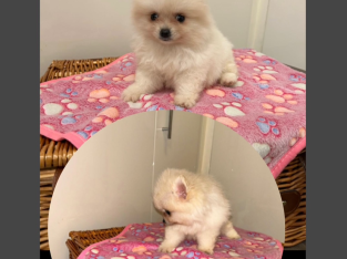 Tea Cup Pomeranian Puppy for Sale,